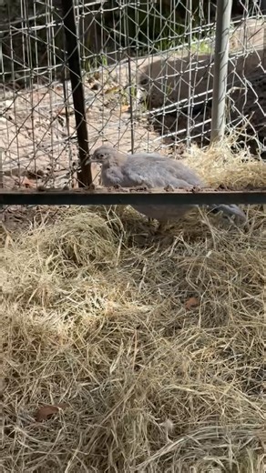 1.5 year old Abyssinian Blue Pheasant Pair - Friday October 24th | 2M Auctions LLC