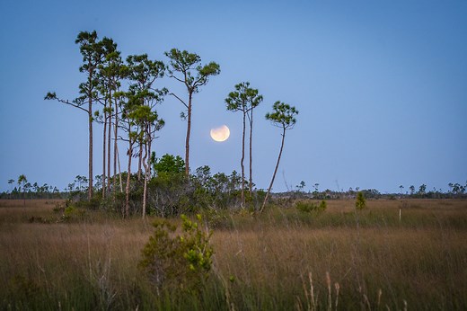 Sawgrass Prairie 360 • Odyssey Earth