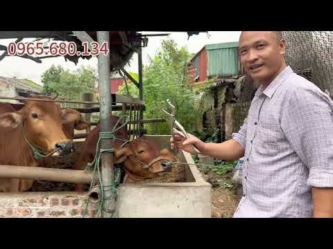 How to cut the nose of a cow or calf