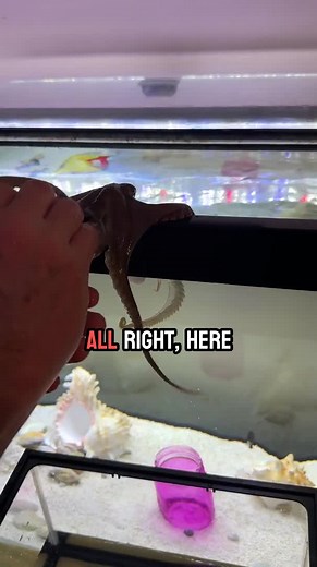 Exploring the Reef with Marty the Octopus