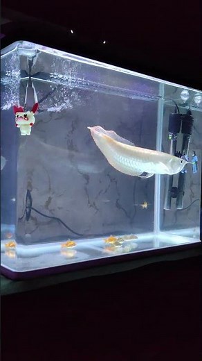 Arowana videos 🐉Feeding | Care | Growth / Subscribe for more! Hello Arowana Lovers! 🐉✨