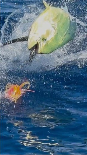 We Hooked a GIANT Bull Mahi… Then Lost It 😱🎣 #boatlife #familyadventure #fishing