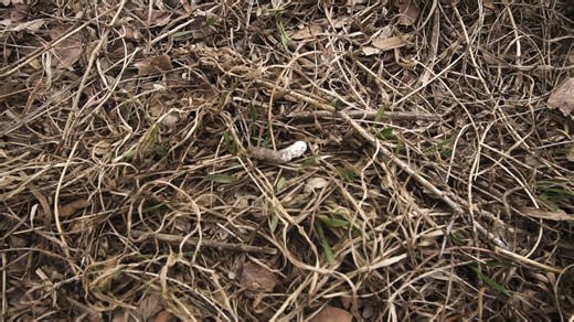 5.7K views · 44 reactions | Now is the perfect time to start scouting...