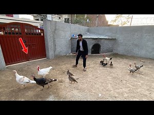 Mini Zoo Main Ye Birds Bhi Agaiy🥰
