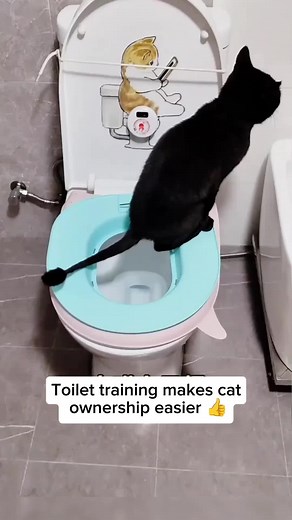 No litter. No smell. No extra cost. 🚽🐱 Toilet training just makes life easier. #catmoms #catlitter #catlovers #cattoilettrainer #catlovers