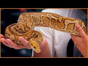 Saying Goodbye To Our MOST Iconic Snake?! | #Hetflix 218