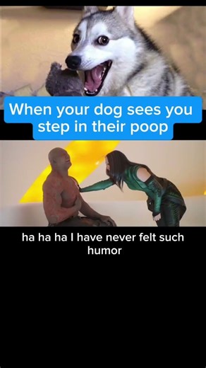 Dog Poop #funny