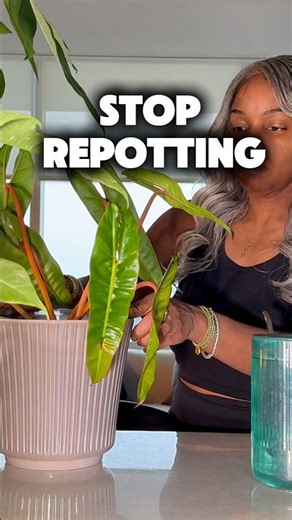 Timing matters more than root density.