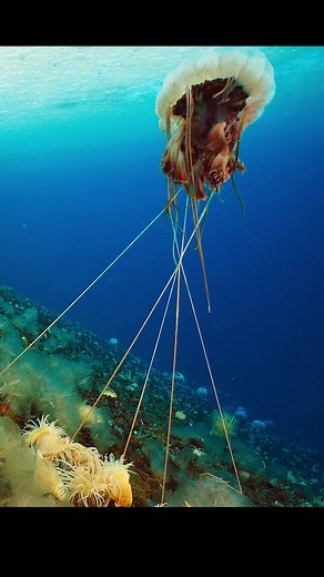 Discover the Amazing World of Ocean Life