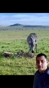 180K views · 927 reactions | Olha só essa zebra se salvando desse leão #viralizar #top | Jose Cicero | Facebook