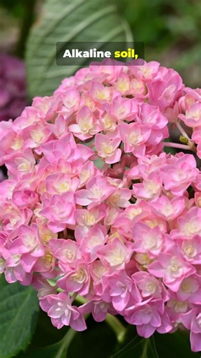 Make Hydrangeas Change Color Fast
