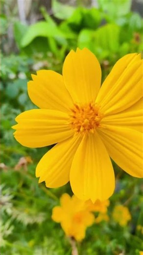 Postscript #garden #entertainment #beautifulscenery #goodmusiceveryday #romanticmusic #oldmusic #...