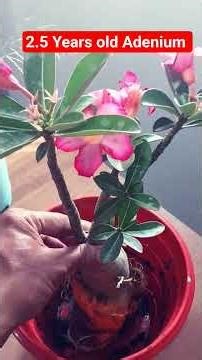 🌵 2.5 Years and Growing Strong! 🌿Repotting my Adenium for healthier roots and bigger blooms! 🌸✨