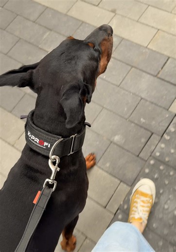 #доберман #доберманвенера #doberman #dobermanvenera | doberman