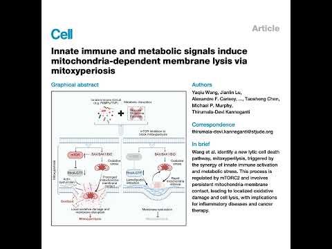 326-mTOR Regulation of Cytoskeleton Drives Mitoxyperilysis