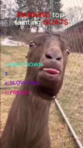 RANKING 5 Hilarious Goat Collapses