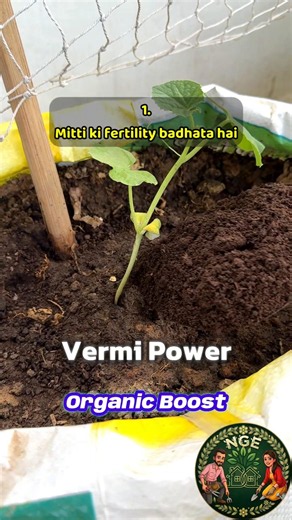 vermicompost benifits for organic gardening ✅#terracegardening #garden#organic #balconygarden#plants