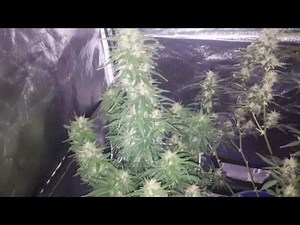 White Widow Auto Flower HUGE BUDS!