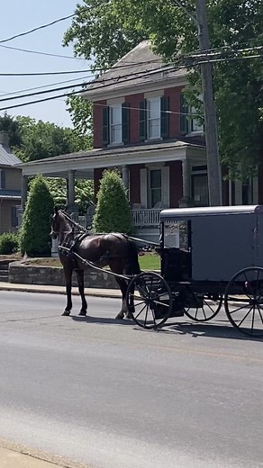 You’ve got questions and they’ve got answers. Check out these local businesses that are here to provide you with a glimpse into the Amish way of life. #buggyrides #amishtiktok #amishlife #lancasterpa #amishparadise #farmtour #visitpa #visitlancasterpa