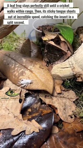 Watch This Frog Catch a Cricket in an Instant 🤔