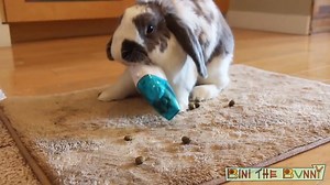 48K views · 1.9K reactions | My top 5 bunny tricks! What do you think? | Bini the Bunny | Facebook