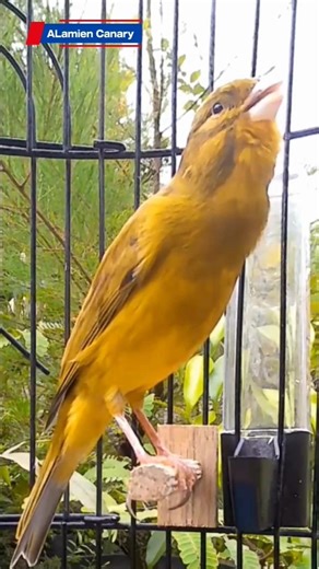 Clear Canary Singing Sound #naturesounds #canarybird #birdsinging