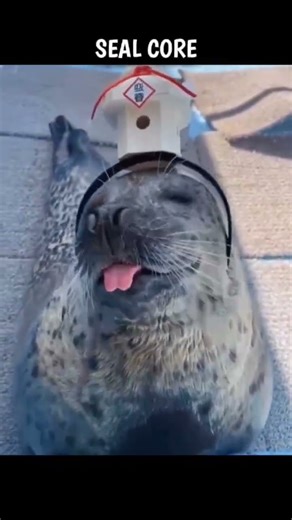SEAL CORE|SUBSCRIBE| #funny #animalmoments