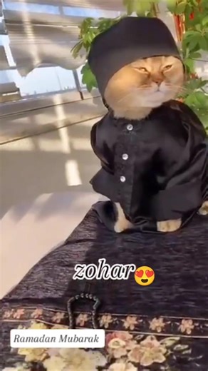 My Ramadan routine 😛😂🤪🤣#subscribe #catmemes#cat#funnycatmemes #catlover #cute