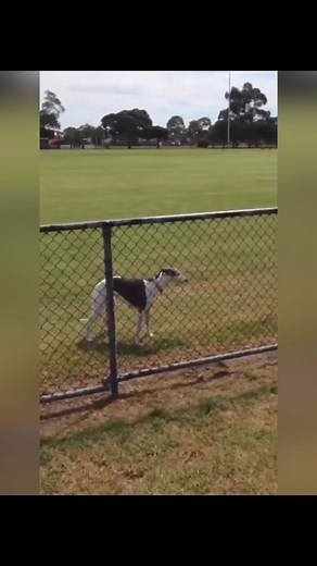 10K reactions · 163 shares | This dog is a springbok  | Mpendulo Hlatshwayo | Facebook