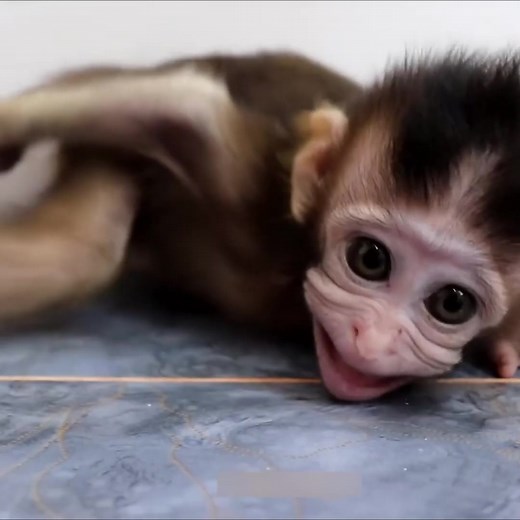 Animal Home on Reels