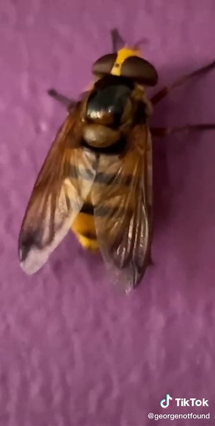 Look😳at👌this✨wasp🐝