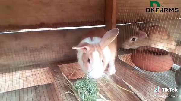 How to Prepare Hay for Your Rabbit: A Complete Guide