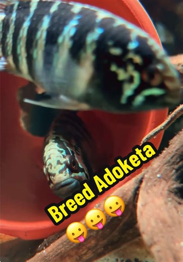 Breed Ivanacara Adoketa Wild 🇻🇳 #adoketa #ivanacaraadoketa #apistogramma #blackwater #biotop