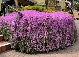 Purple Mini Rosea Ice Plant - Lavender Delosperma Cooperi- Trailing Succulent, Ground Cover, Drought Tolerant - Etsy