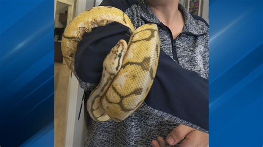 6 pet snakes found abandoned at Pawtucket cemetery