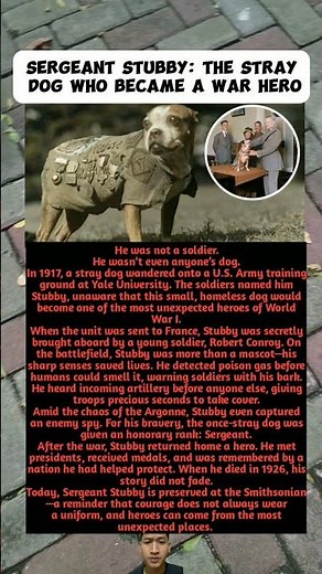 Sergeant Stubby: The Stray Dog Who Became a War Hero