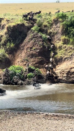 The Great wildebeest migration