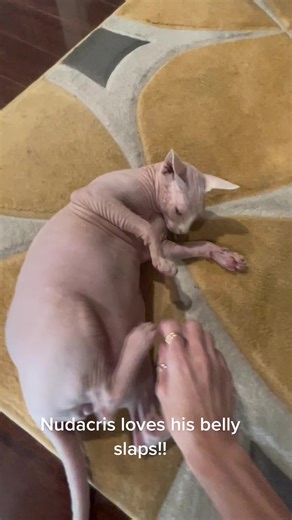 Nudacris Sphynx Cat Enjoys Belly Slaps | Funny TikTok Video