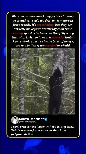 Black Bears Climb Trees Faster Than They Run 🐻 #Wildlife #Nature #BearFacts