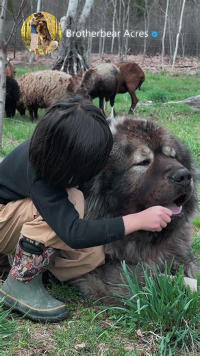 Caucasian Shepherd and Children | Brotherbear Acres #bestfriends