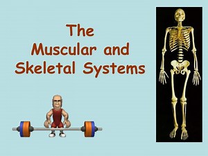 The Muscular and Skeletal Systems - SlideServe