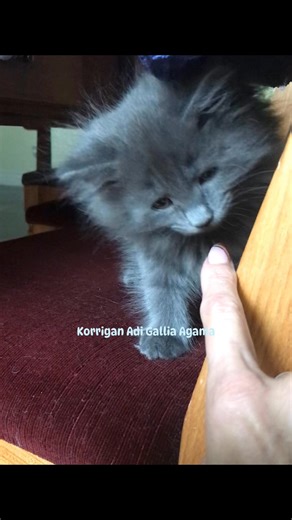 1.5K views · 45 reactions | Jouer, jouer et encore jouer ! Trop de pattes, mais tellement de fun 朗 Écrivez nous pour toute information complémentaire. #chatonsducœur #munchkinnonstandard #adoptionresponsable | Munchkin cats - Korrigan cattery | Facebook