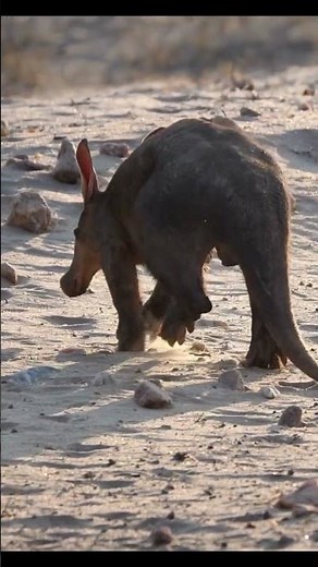 "Aardvark: Africa’s Nighttime Insect-Eating Digging Machine!"