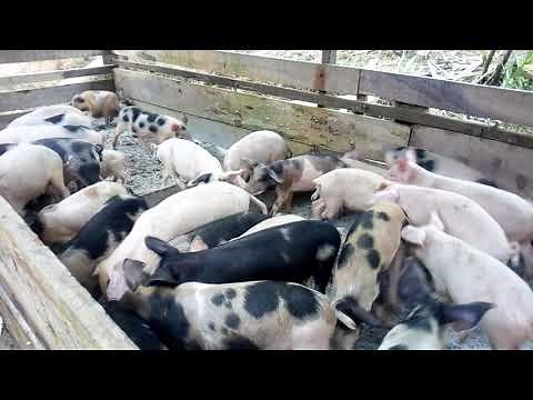 Élevage des porc engraissement des porcelets