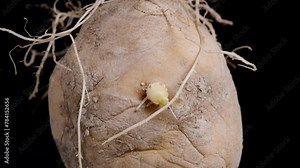 An old potato tuber on a black background with sprouted roots on top. Slider. Rotation.
