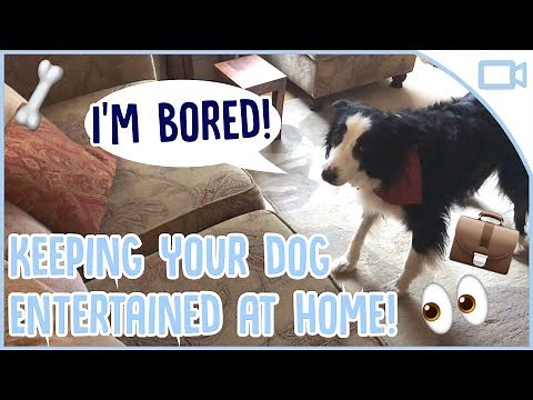 How to Keep Your Dog Busy While You’re At Work!