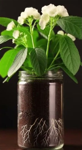 From Seed to Fruit 🌱 | 60 Days of Plant