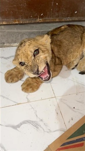 Bacho ko Tara pala tha😭💔Alvida simba😭💔#ytshorts #lion #wildlife #wildanimals #wildcat #bigcat