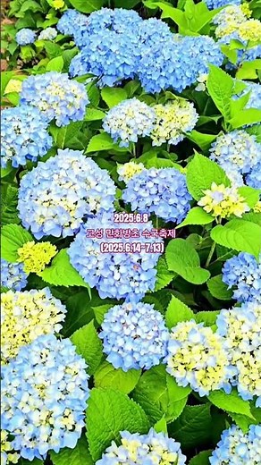 고성 만화방초 수국 개화상황ㅣ수국축제 (2025.6.14~7.13) #고성만화방초수국축제,