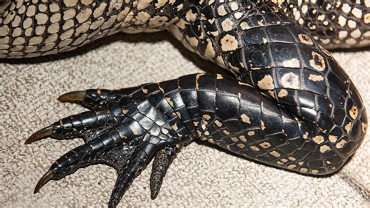 When, how to apply for gator tags in Florida in 2026. What to know